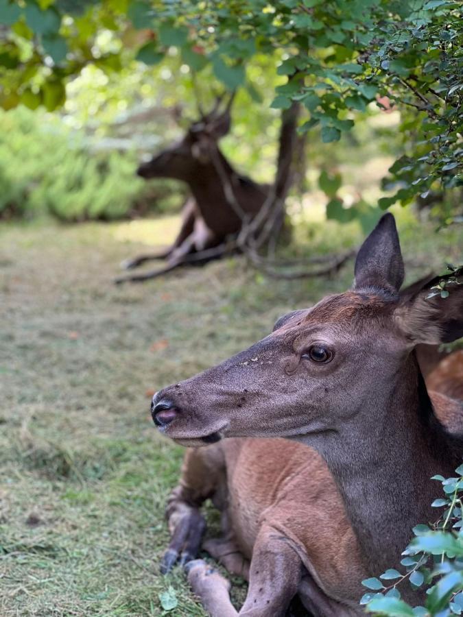 Dzika Natura Appartamento